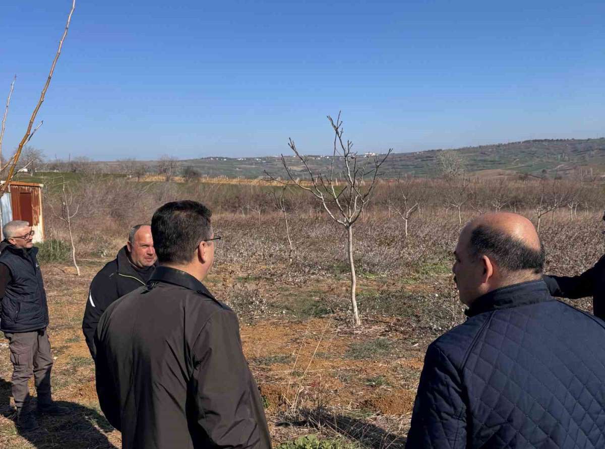 Tekirdağ'da ceviz üretimine yakın takip: İl Müdürü incelemelerde bulundu