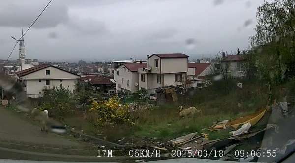 Yalova Valiliği: 'Köpeklerin saldırısına uğrayan küçük yavrumuz için adli ve idari süreç başlatıldı'