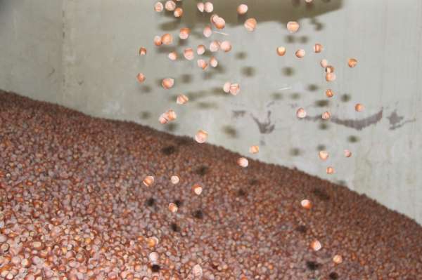 AB ülkelerine üç ayda 8 bin 752 ton 82 kilo fındık ihraç edildi