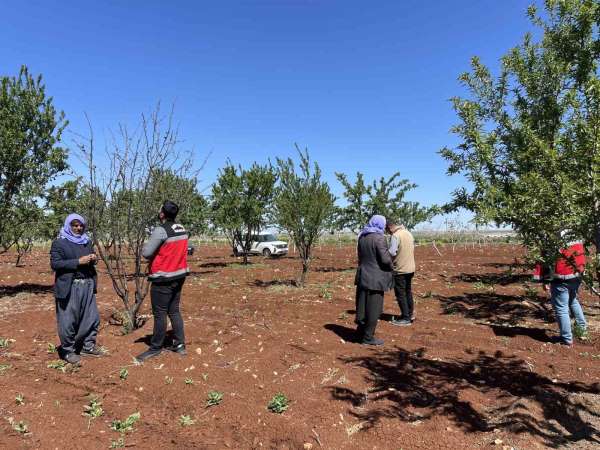 Şanlıurfa'da zirai donun etkili olduğu badem bahçeleri incelendi