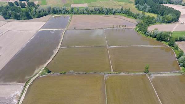 Türkiye'nin en kuzeyi Sinop'ta çeltik ekimi başladı 