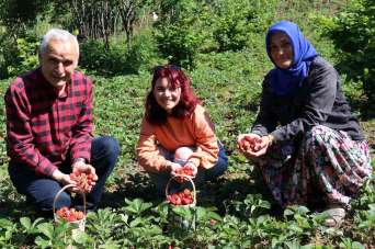 Aromasıyla sofraları süsleyen Zonguldak Ereğli çileğinde hasat başladı