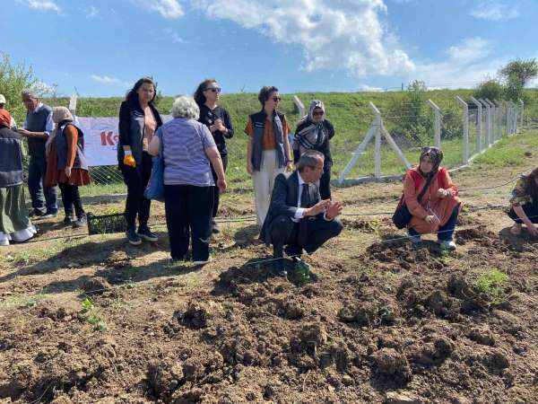 Karabük'e iki çeşit aromatik bitki daha kazandırıldı