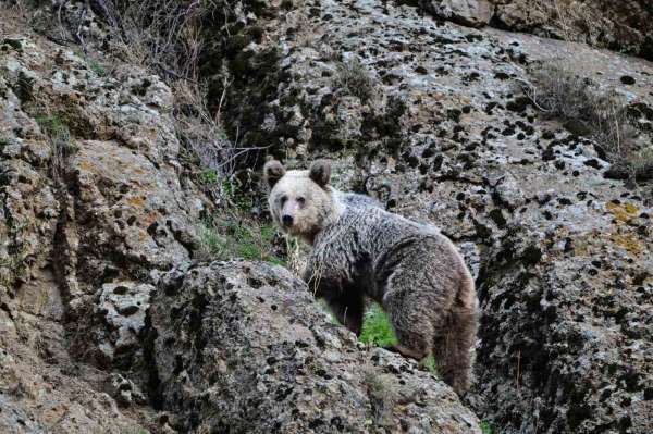 Ayı saldırısından köpekler sayesinde kurtuldu
