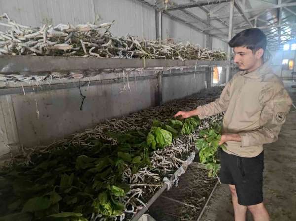 Kilosu bin lira olan ipek böcekciliği, Batman'da 150 ailenin önemli geçim kaynağı arasında yer alıyor