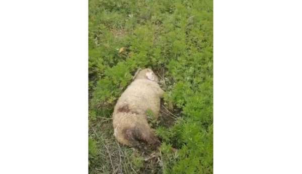 Sinop'ta başıboş köpekler 2 küçükbaş hayvanı telef etti