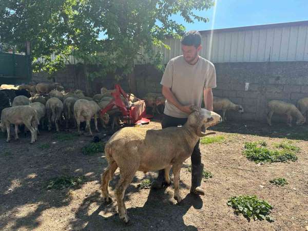 Kestirmek isteyene kırsalda kurbanlık 20 bin liradan başlıyor