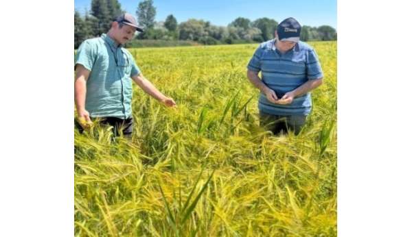 Kütahya'da sertifikalı arpaların tarla kontrolleri yapıldı