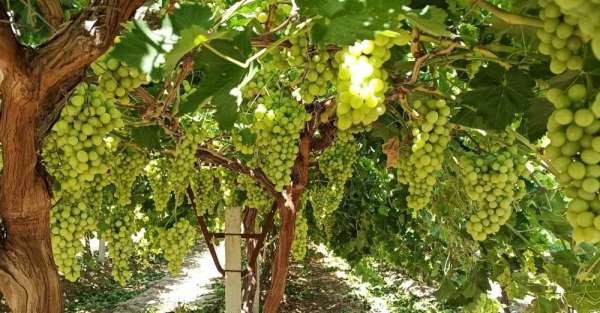 'Superior Seedless' üzüm çeşidi için 2020 yılı hasat ve ihraç tarihleri belirlen