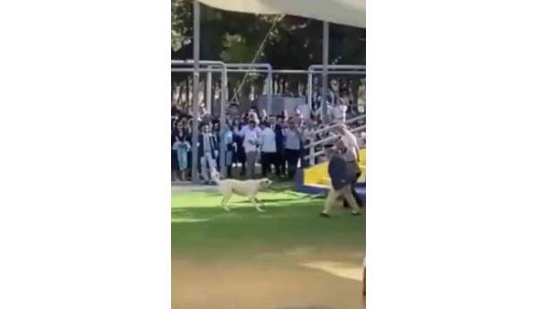 Başıboş köpeğin Ege Üniversitesi mezuniyet töreninde insanlara saldırdığı anlar kamerada