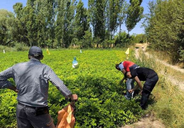 Emet'te üreticiler patates zararlıları ve gübreleme konularında bilgilendirildi