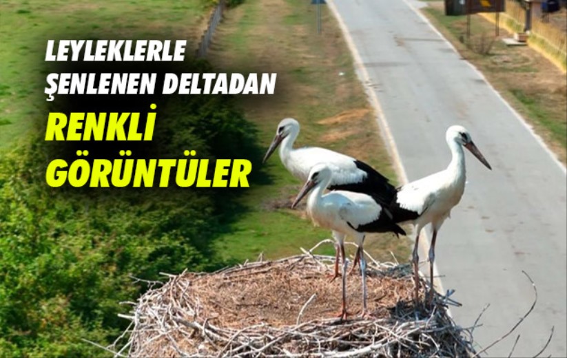 Samsun'da leyleklerle şenlenen deltadan renkli görüntüler