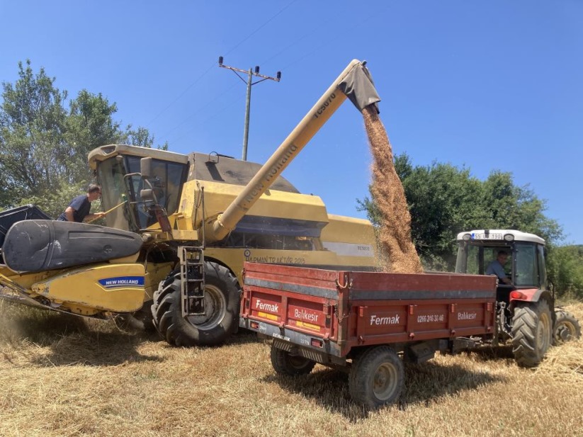 Samsun'da ekin hasadı başladı