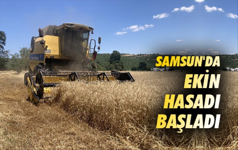 Samsun'da ekin hasadı başladı