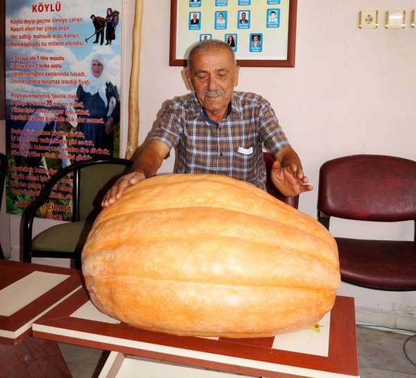 Sarıgöl'de devasa bal kabağı üretimi yaygınlaşıyor 