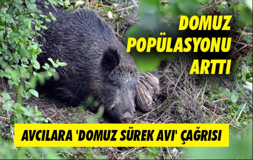Samsun'da Domuz popülasyonu arttı, avcılara 'domuz sürek avı' çağrısı