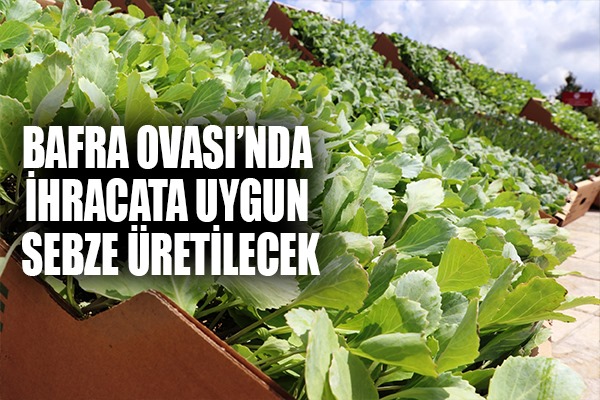 Bafra Ovası'nda ihracata uygun sebze üretilecek