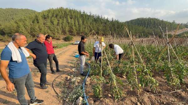 Adana'da atıl araziler domates üretim merkezi oldu