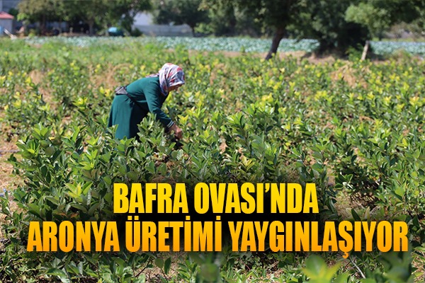 Bafra Ovası'nda aronya üretimi yaygınlaşıyor