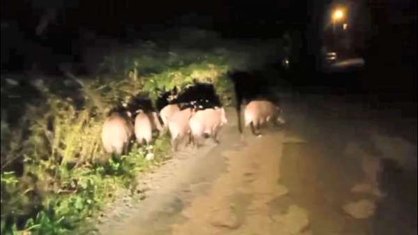 Ordu'da aç kalan domuz sürüsü mahalleye indi