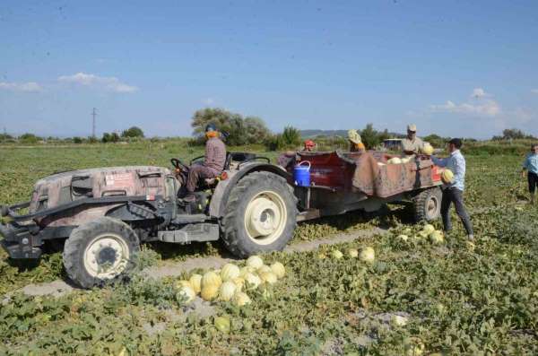 Türkiye, kavuna doyacak