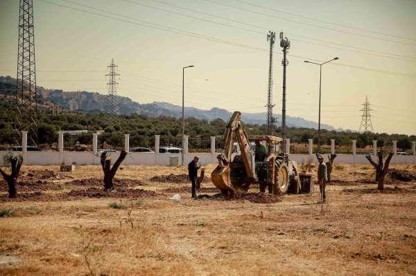 Üniversite kampüsündeki 6 tarihi zeytin ağacı yeni yerlerine taşındı