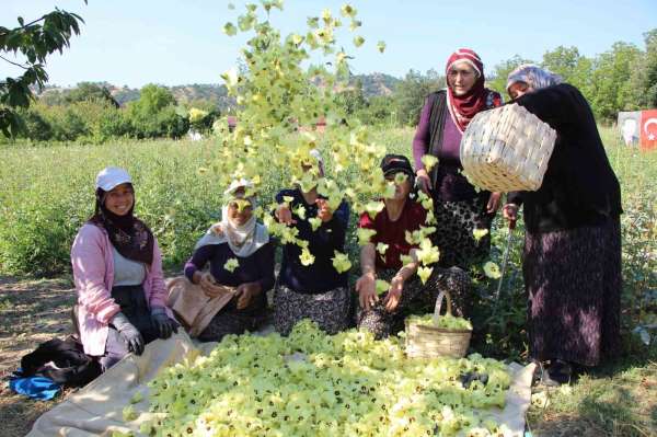 Amasya'nın tescilli çiçek bamyası altın değerinde: 'Hızır'ın cebinden düşmüş, topla topla bitmiyor'