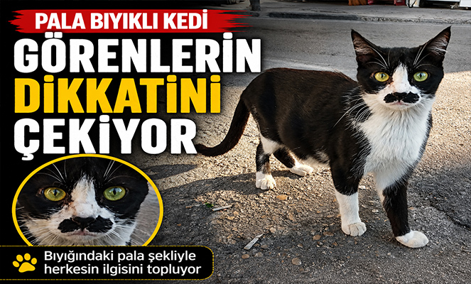'Pala bıyıklı kedi' görenlerin dikkatini çekiyor