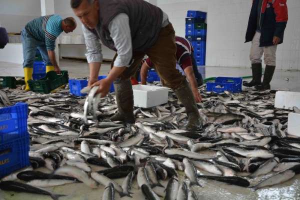 Dalyan kefali Dubai sofralarını süslüyor