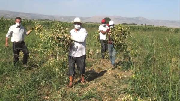 (Özel) Muş'ta devlet destekli kuru fasulyenin hasadına başlandı