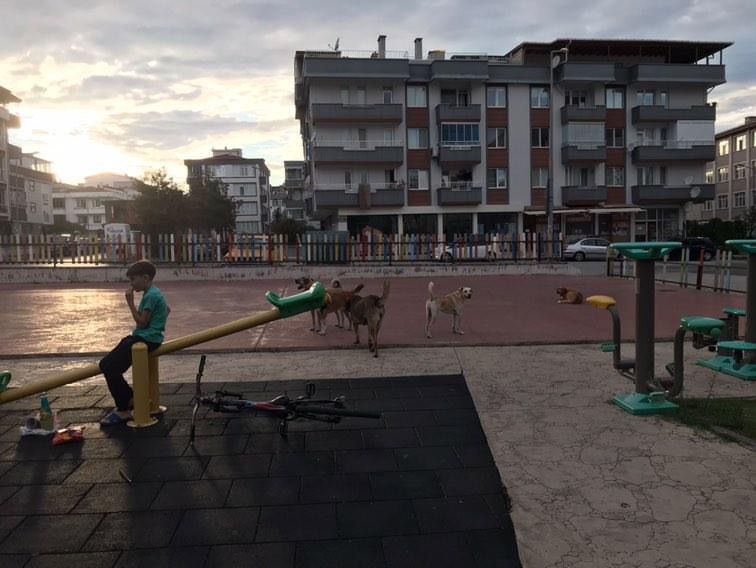 Atakum'da parklar köpek istilası altında