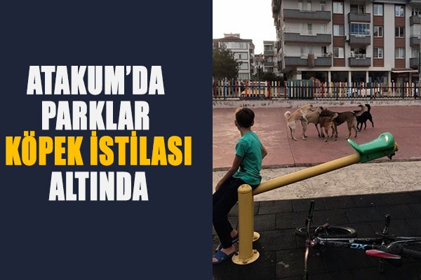 Atakum'da parklar köpek istilası altında