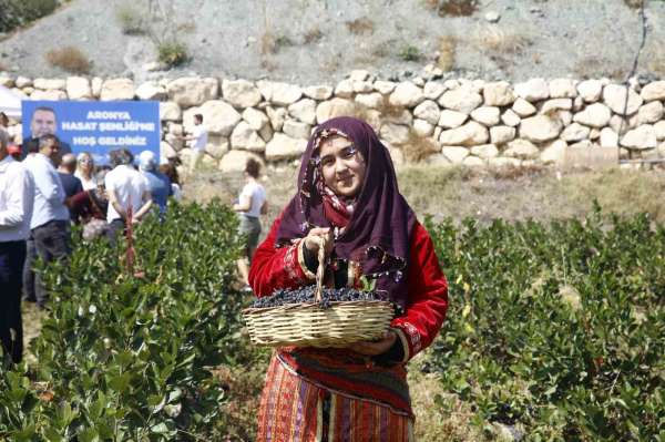 Antalya'da aronya hasadı başladı