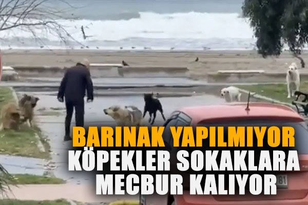 BARINAK YAPILMIYOR KÖPEKLER SOKAKLARA MECBUR KALIYOR