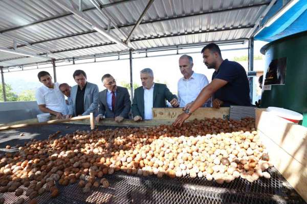 İnegöl'de hedef 42 bin ton ceviz