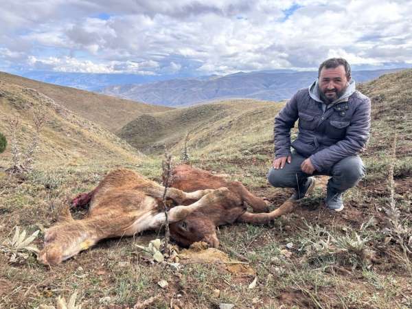 Erzincan'da ayı saldırısında 2 buzağı telef oldu