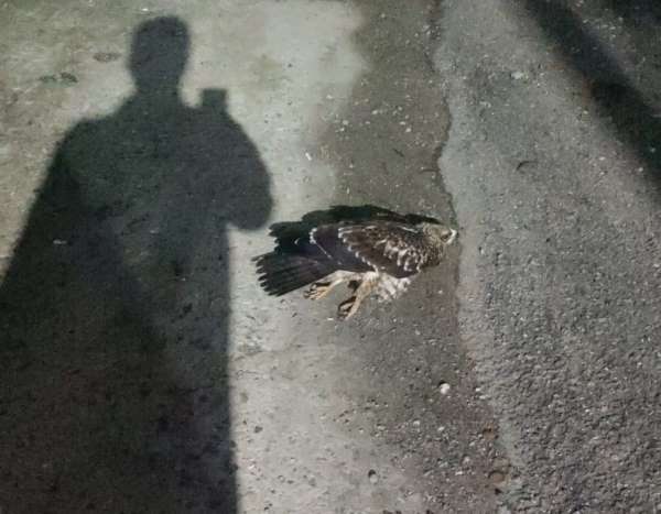 Sinop'ta yaralı bulunan doğan tedavi altına alındı