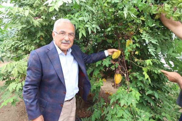 Tropikal meyveler Karadeniz'i sevdi