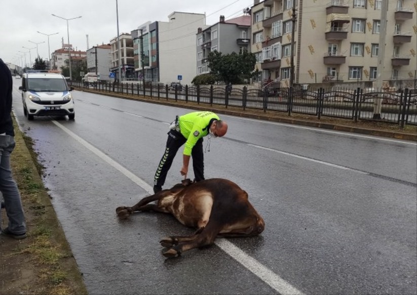 Samsun'da başıboş inek kazada telef oldu