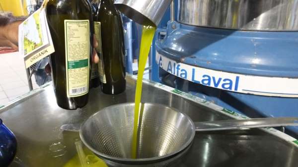 Burhaniye'de zeytin hasadı başladı, yağ kalitesi sevindirdi