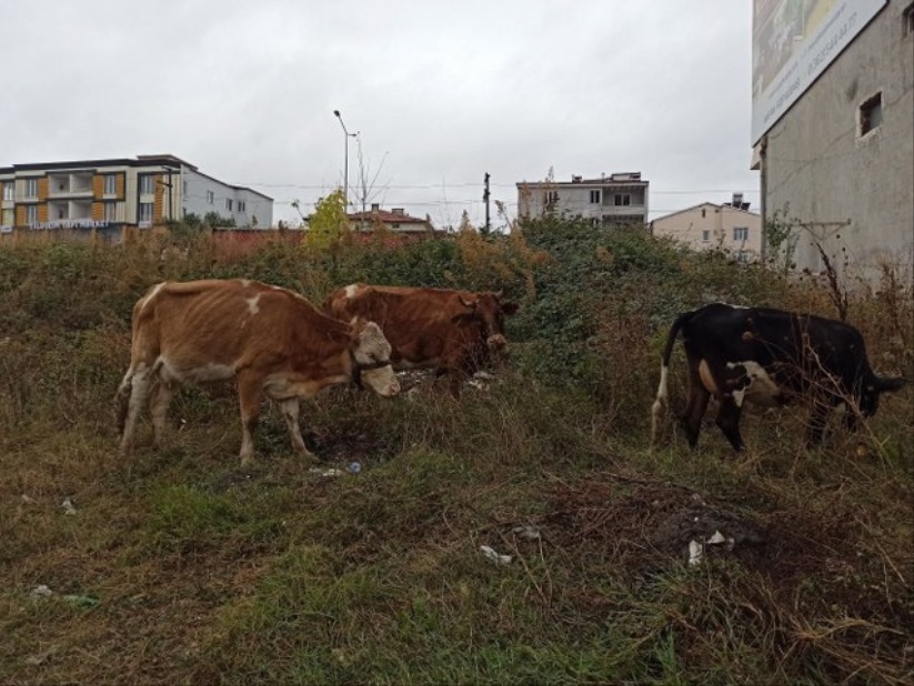 Samsun'da başıboş inek kazada telef oldu