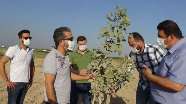 Mardin'de fıstık üretimine rağbet artıyor 