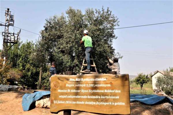 Özenle korunan bin 200 yıllık zeytin ağacında hasat bereketi - Antalya haber