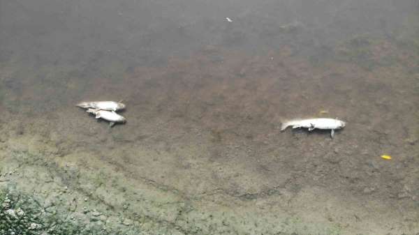 Su seviyesi düşen Yeşilırmak'ta toplu balık ölümleri görüldü