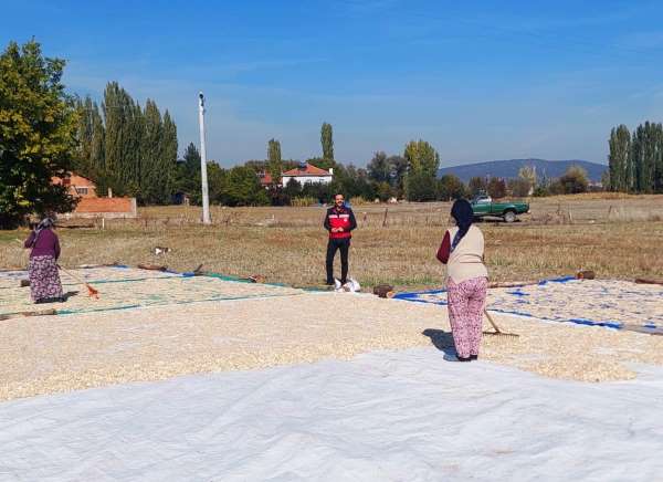 Çavdarhisar Ağarı köyünde çerezlik kabak hasadı başladı