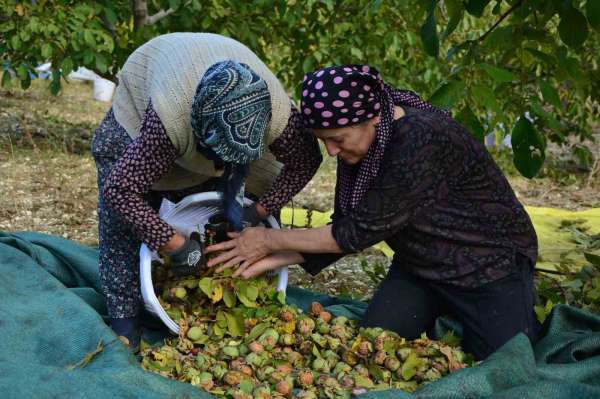 Demirci'de ceviz hasadına başlandı