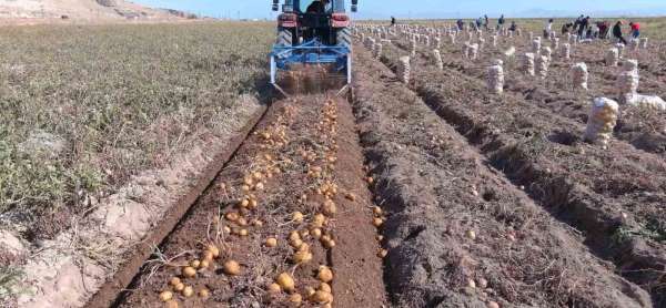 Erciş'te patates hasadı başladı