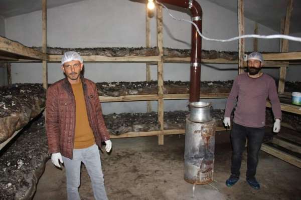Köse'nin ilk mantar tesisini kurdu, ilk hasatta yarım ton ürün aldı