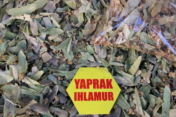 Ihlamur fiyatları altınla yarışıyor, vatandaş gramla alıyor 