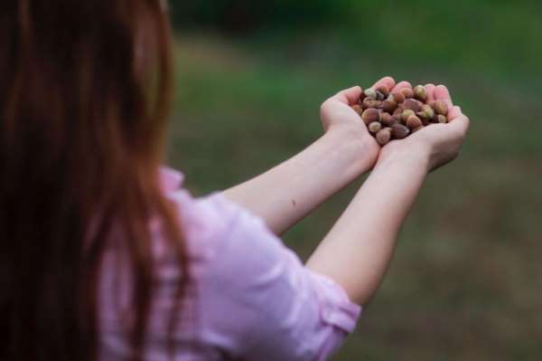 ILO-Ferrero ortaklığı Türkiye'de fındık hasadında çocuk işçiliğini ortadan kaldı